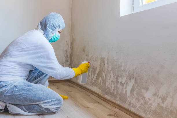 Licensed Commercial Mold Remediation service in Quincy, WA - WQB Mold Removal