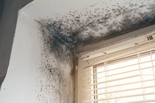 Affordable Commercial Mold Remediation solutions in Quincy, WA
